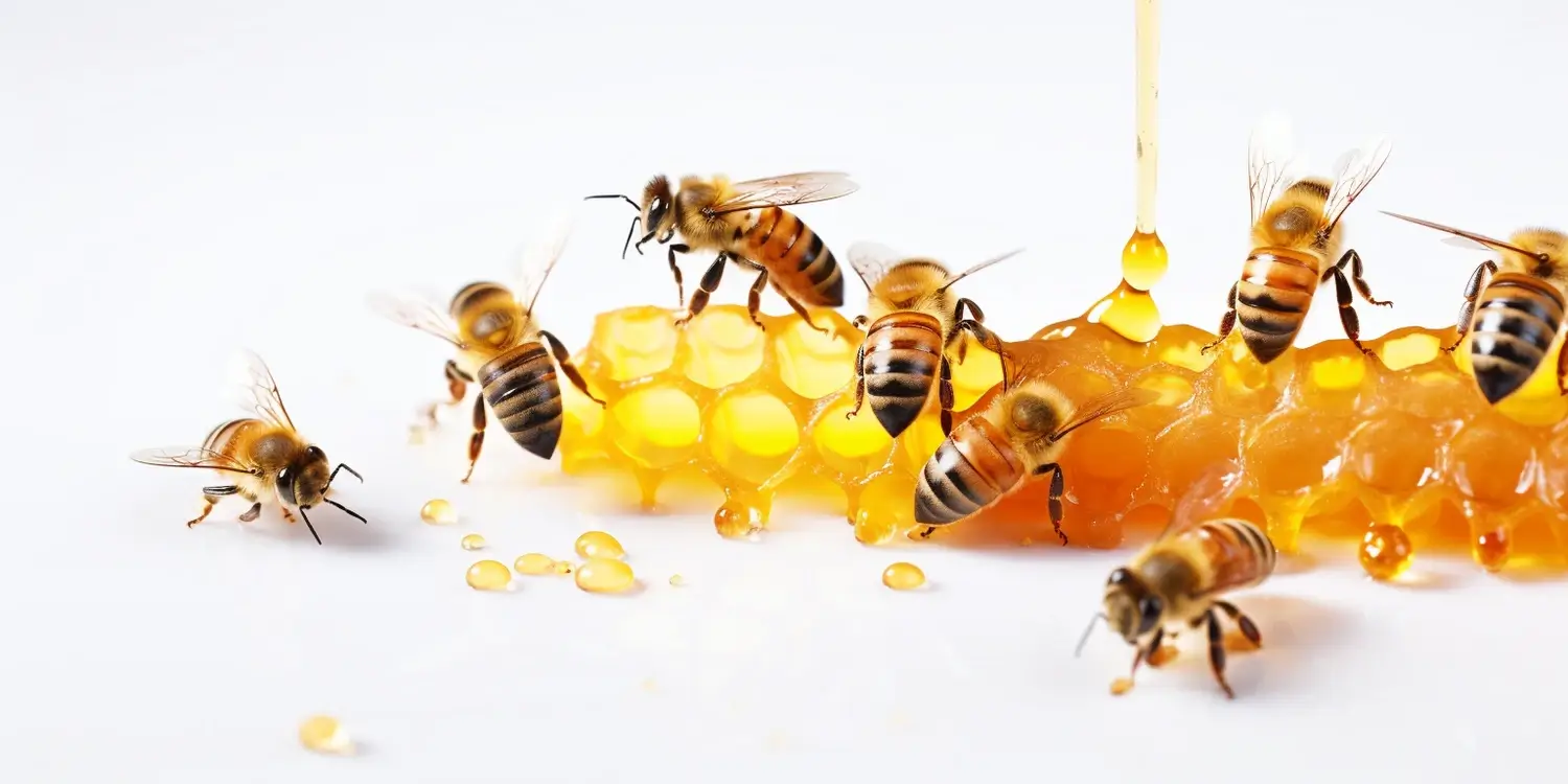 Miód rzepakowy zastosowanie